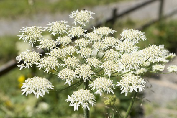Berce commune Grande Berce (Heracleum sphondylium)