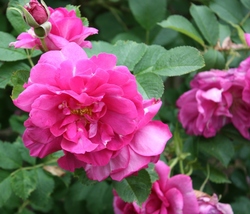 planter des rosiers rugueux