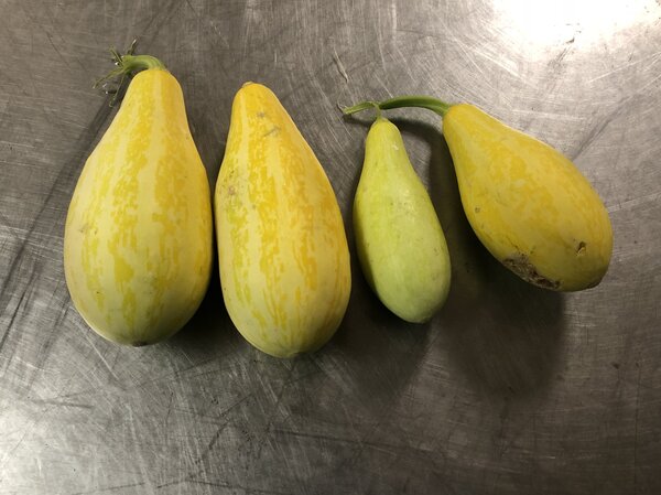 Courge sauvage, Cucurbita pepo, substances am&egrave;res