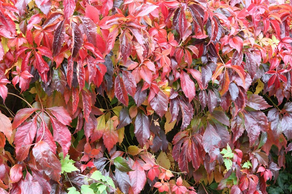 vigne vierge, colorations automnales