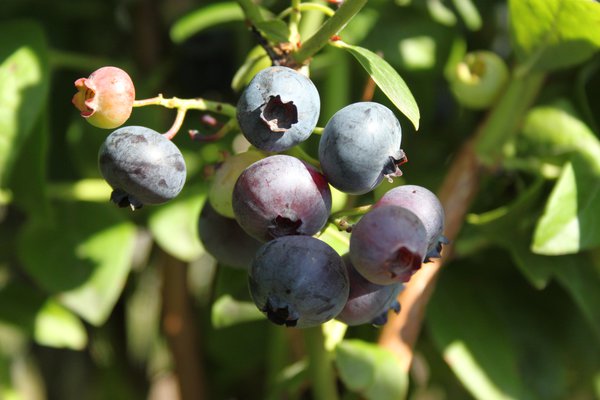 Congeler les myrtilles myrtilles Rubel Lubera