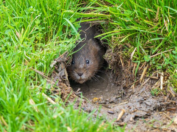 W&uuml;hlmaus, Schermaus, Arvicola amphibius