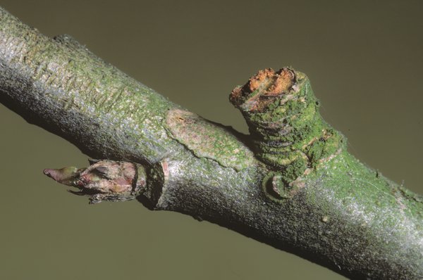 <i>Yponomeuta malinellus</i>, teigne du pommier, ravageurs du pommier