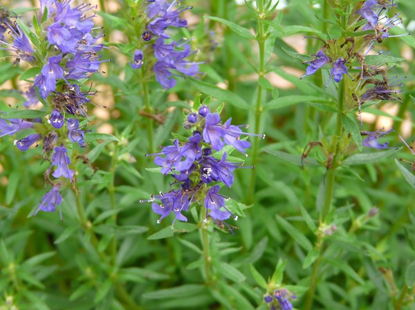 Hysope, <i>Hyssopus officinalis</i>