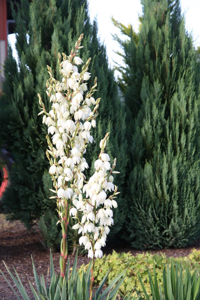 Yucca filamentosa