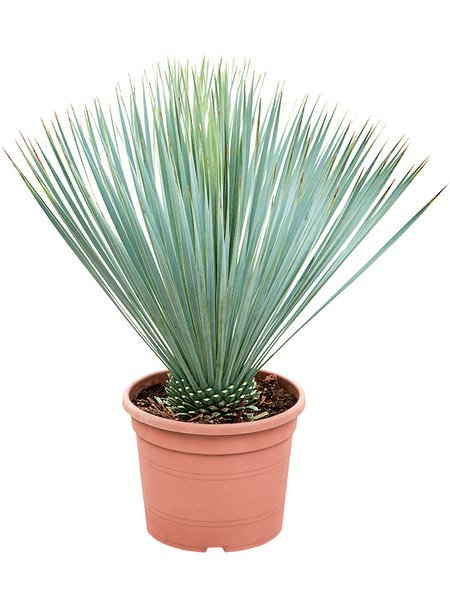 Yucca rostrata im 20cm Topf
