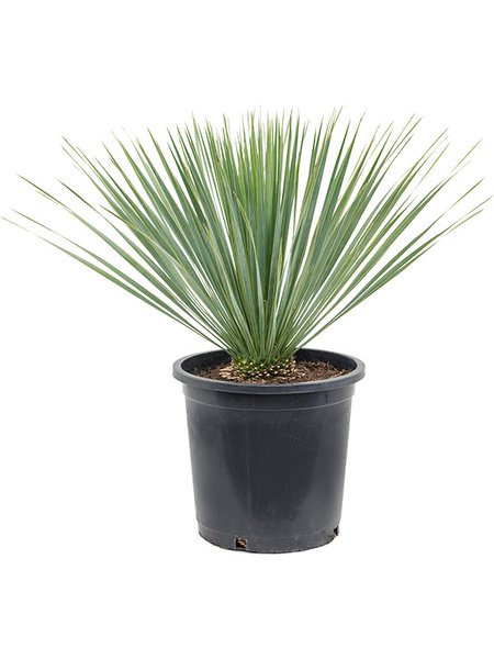 Yucca rostrata, Stamm, im 27cm Topf, H�he 65cm, Breite 55cm
