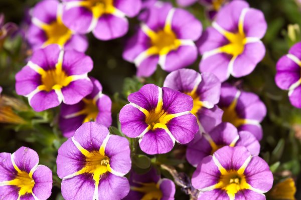 Les aleurodes repr&eacute;sentent une menace pour le Calibrachoa. 