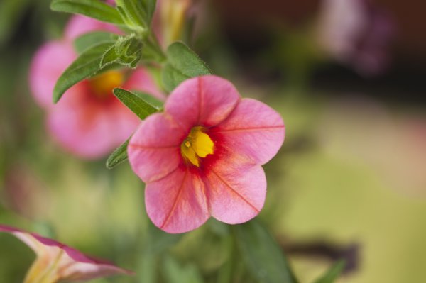 Pour le Calibrachoa, un terreau sp&eacute;cial pour p&eacute;tunias est id&eacute;al. 