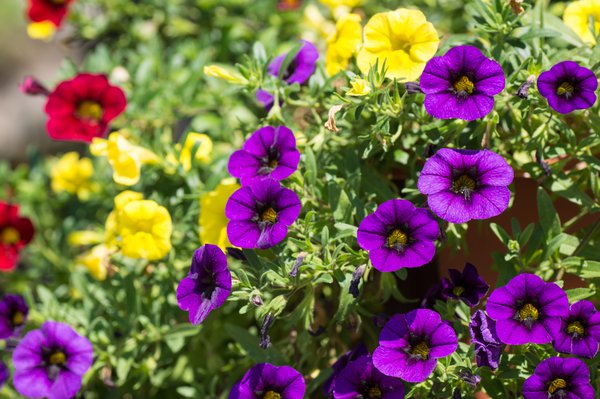 Le Calibrachoa a besoin de chaleur et d'un emplacement ensoleill&eacute;. 
