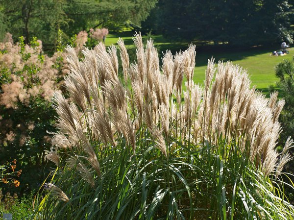Miscanthus