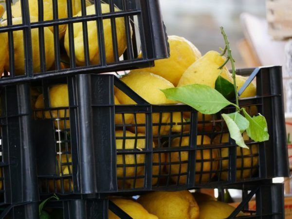 R&eacute;colte des citrons