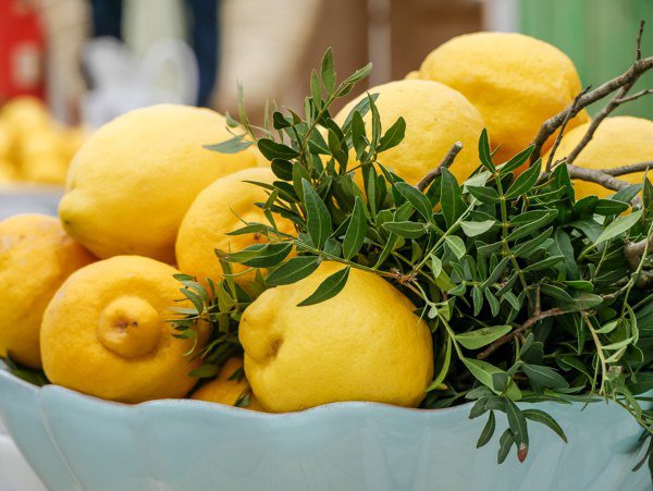 R&eacute;colte des citrons