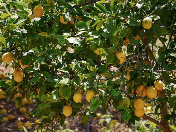 Le citronnier ne fleurit pas