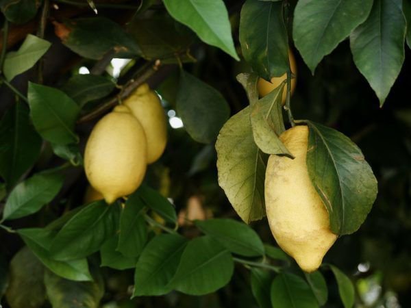 Une terre ad&eacute;quate est la condition pr&eacute;alable pour obtenir des citrons juteux