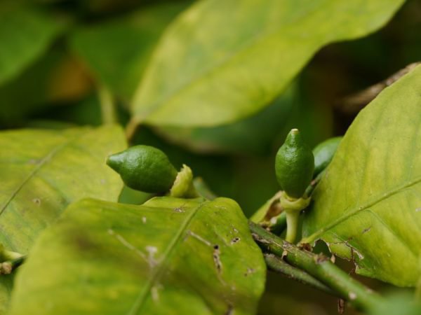 Le citronnier ne fleurit pas