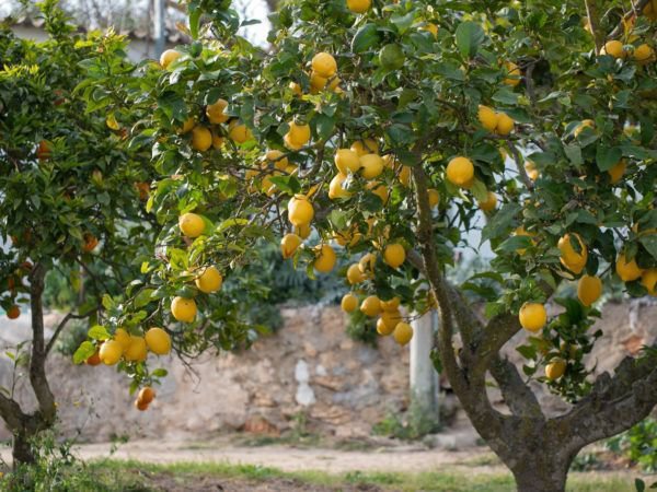 Tailler le citronnier