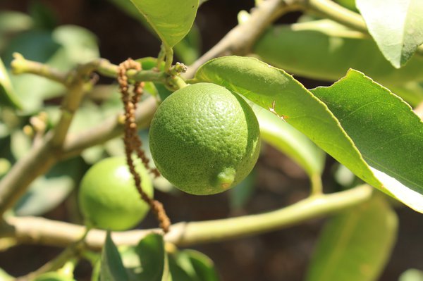 Processus de vieillissement du citronnier.