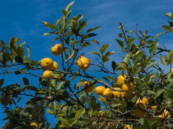 Sortir le citronnier