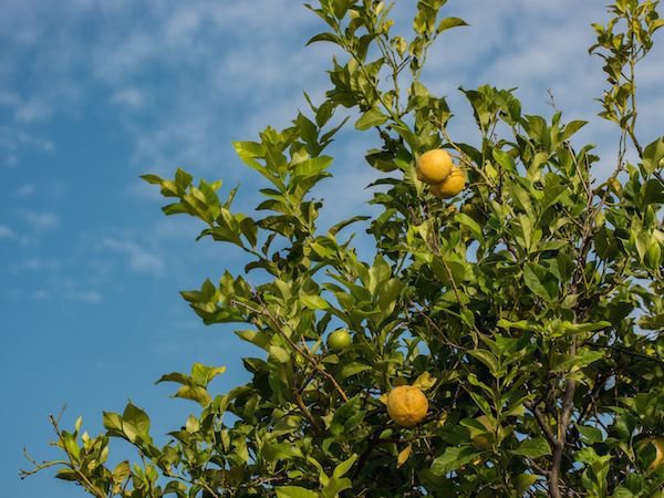 Fertiliser le citronnier