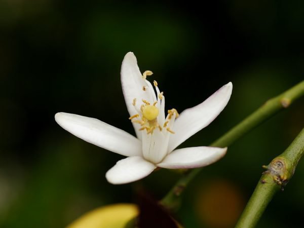 Le citronnier ne fleurit pas