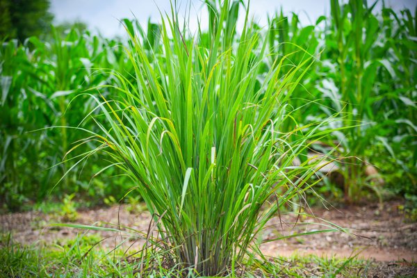 Citronnelle, <i>Cymbopogon citratus</i>