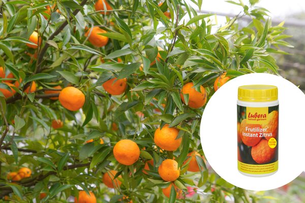 Fertilisation des agrumes, engrais, &laquo; Frutilizer&reg; Instant Zitrus &raquo; (engrais pour agrumes), engrais standard, fertilisation en &eacute;t&eacute;
