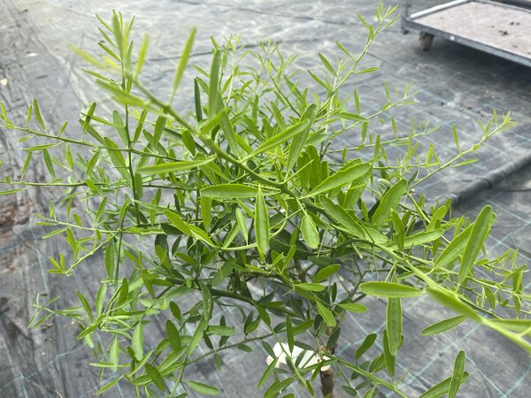 Eremocitrus Glauca, vari&eacute;t&eacute;s d'agrumes