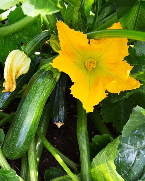 Zucchini fleur de courgette