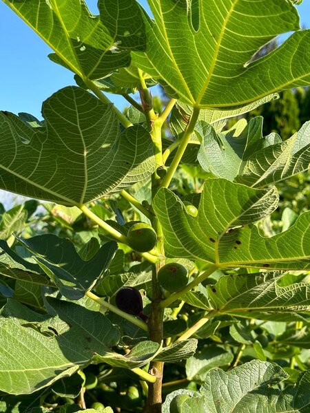 Figuier, Ficus carica, Bella Brunetta Rossa, Pousse compacte, tailler un figuier