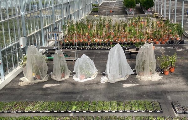 Vaccinium, myrtille, s&eacute;lection des vari&eacute;t&eacute;s, croiser des myrtilliers