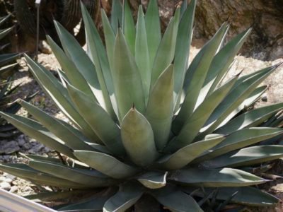 <i>Agave nigra</i>