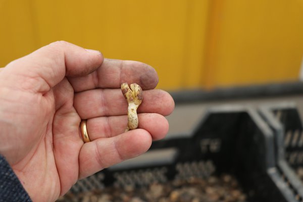 photo de r&eacute;colte de plants d'arachide Peanuts Not Just Peanuts Lubera