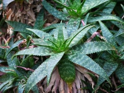 <i>Aloe greenii</i>