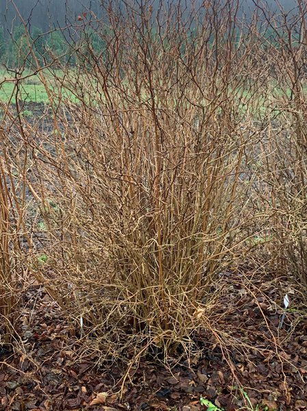 Rubus spectabilis Lubera