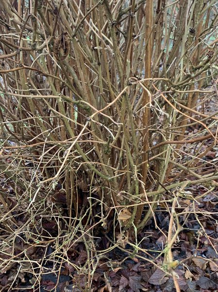 Rubus spectabilis Lubera