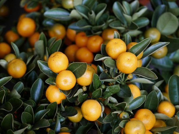 Planter le calamondin