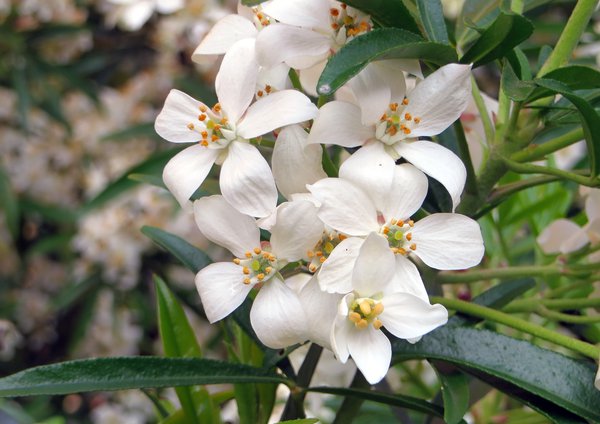 fleur d'oranger du Mexique Actec Pearl (Choisya ternata)
