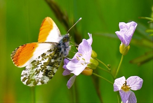 Cardamine des pr&eacute;s avec papillon aurore, plantes vivaces favorables aux insectes