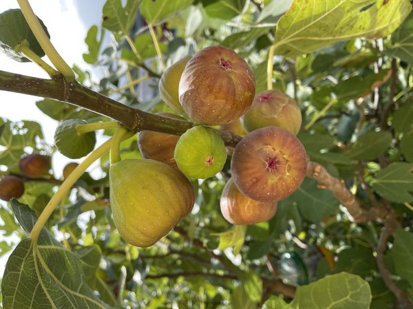 Figuier, Ficus carica, Twotimer, figues bif&egrave;res, Morena