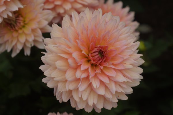 dahlias &agrave; floraison pr&eacute;coce