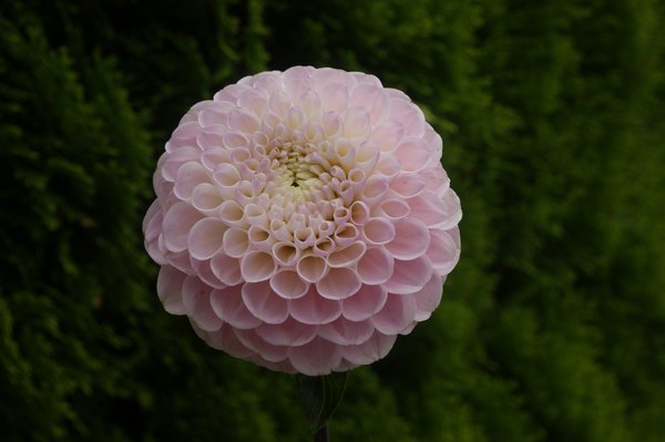 planter des dahlias