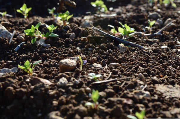 sol de jardin, terre de jardin, Fertilit&eacute; du sol, Fertilit&eacute; des sols