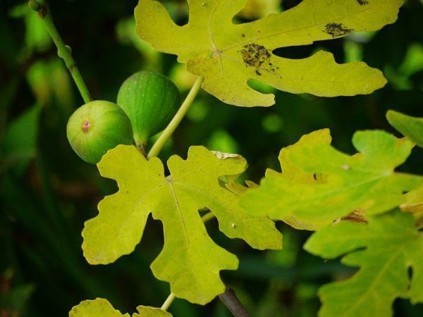 Quand les figues sont-elles pr&ecirc;tes &agrave; &ecirc;tre r&eacute;colt&eacute;es ?