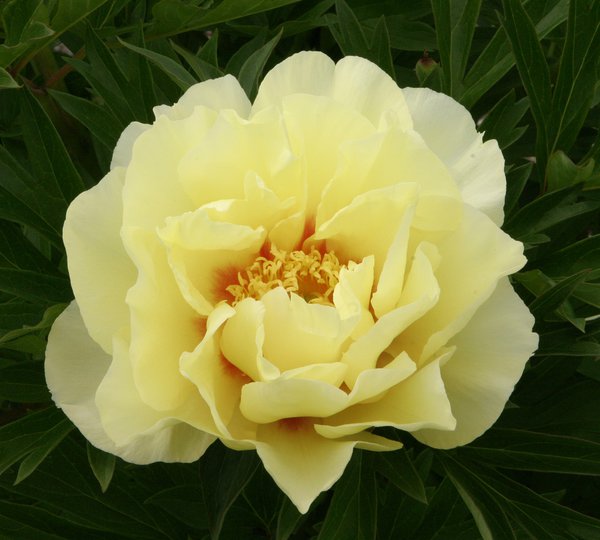 Pivoine en pot, Paeonia Itoh hybride 'Bartzella'