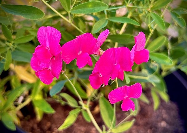 Gesse tub&eacute;reuse, Lathyrus tuberosus