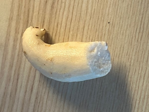 Tubercules gesse tub&eacute;reuse, Lathyrus tuberosus
