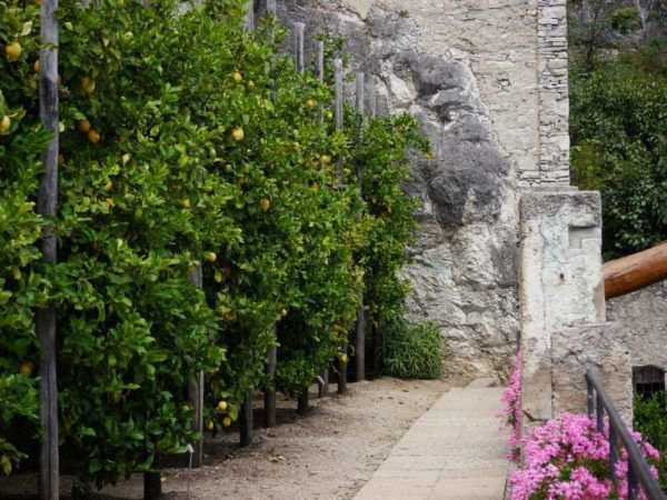 Un citronnier perd ses feuilles