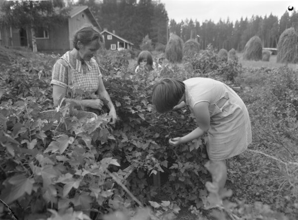 Erkki Voutilainen, CC BY 4.0 <https://creativecommons.org/licenses/by/4.0>, via Wikimedia Commons, Beerengarten 1960 in Finnland