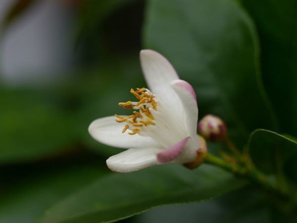 Le citronnier ne fleurit pas